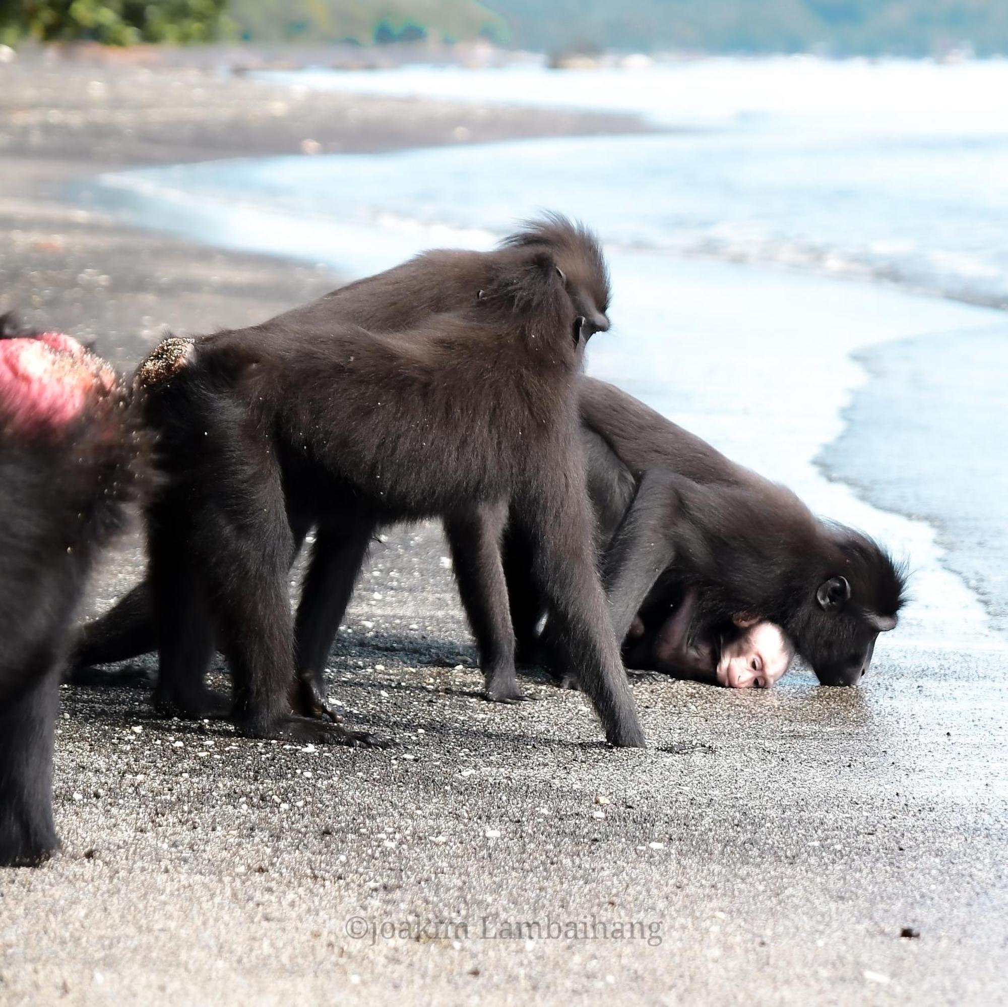 Tangkoko Backpacker Home Stay Rinondoran Екстер'єр фото